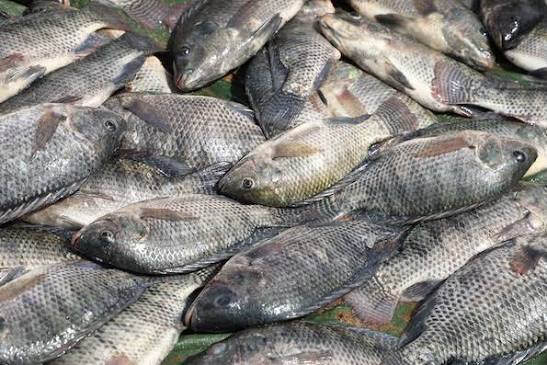 Transformation du poisson